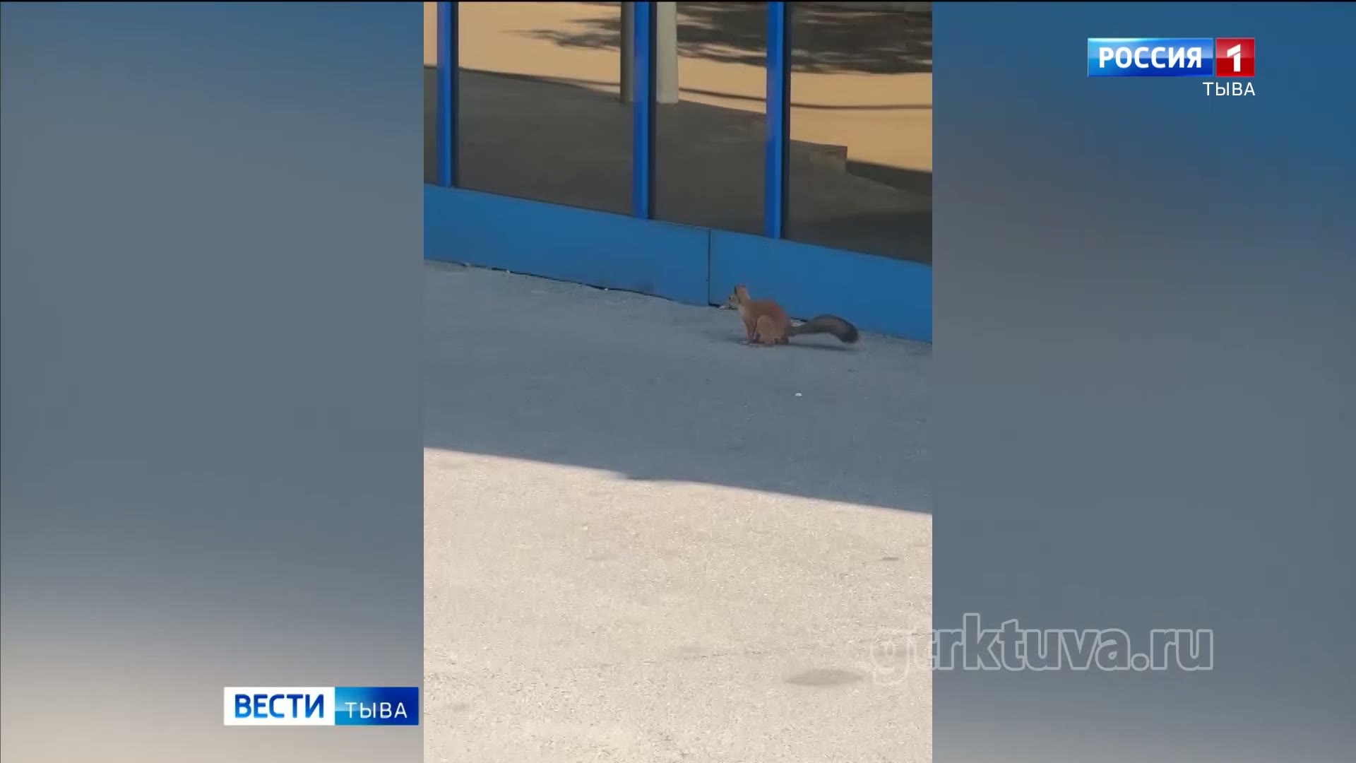 Рыжий хвост
