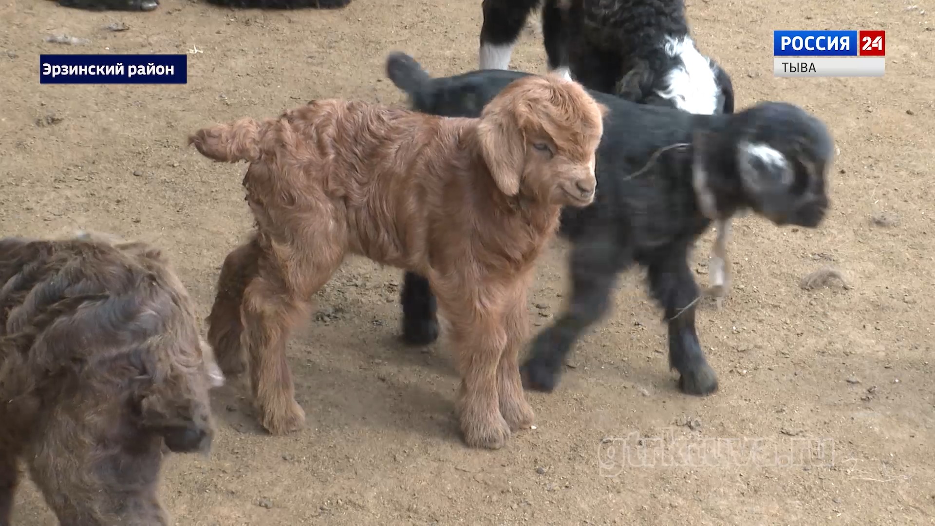 Своя технология