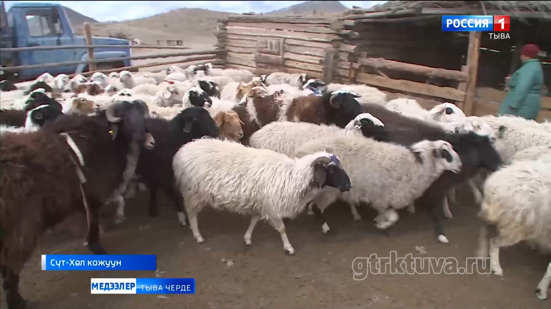 Сүт-Хөлде мал оолдаашкыны