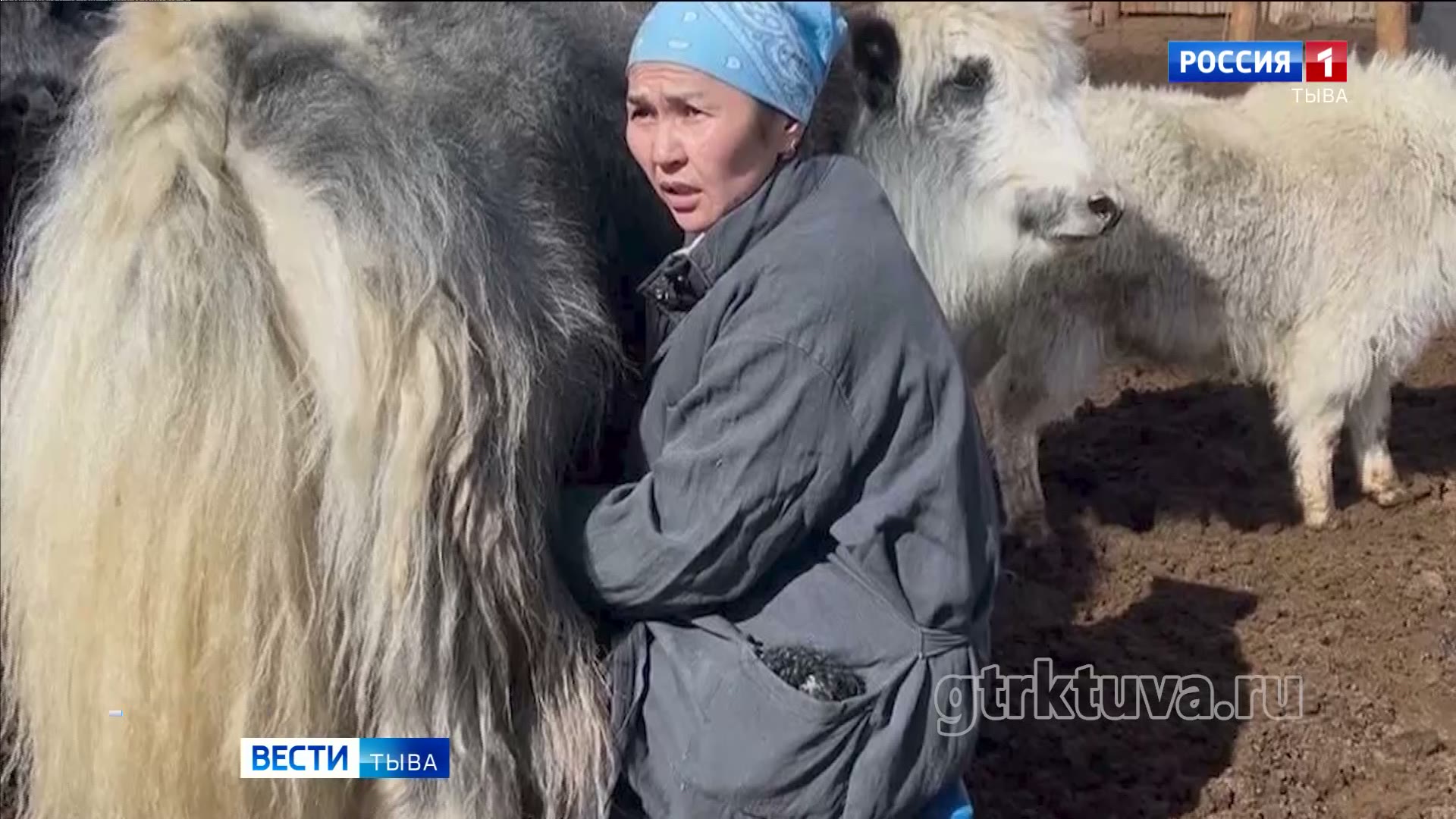 Вести 17