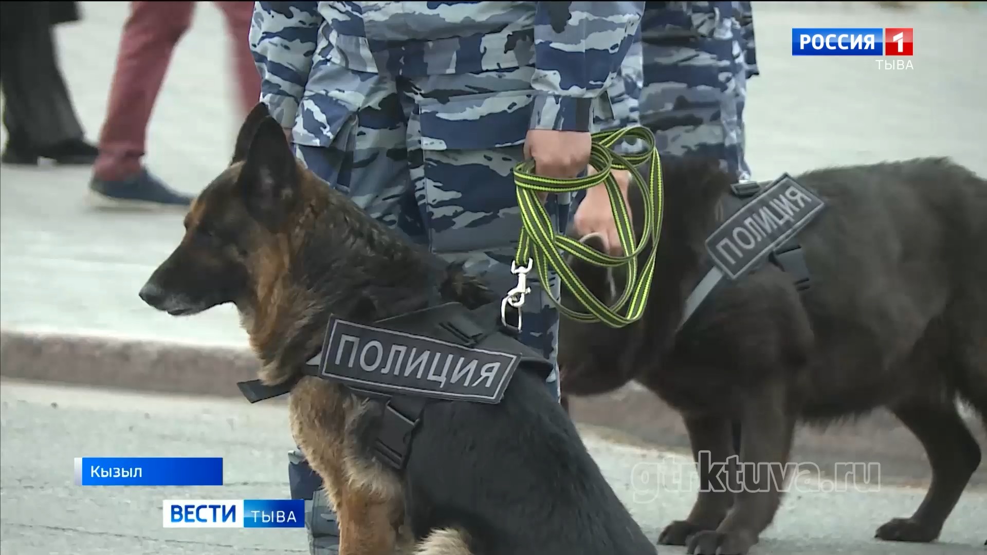 Собачья пенсия