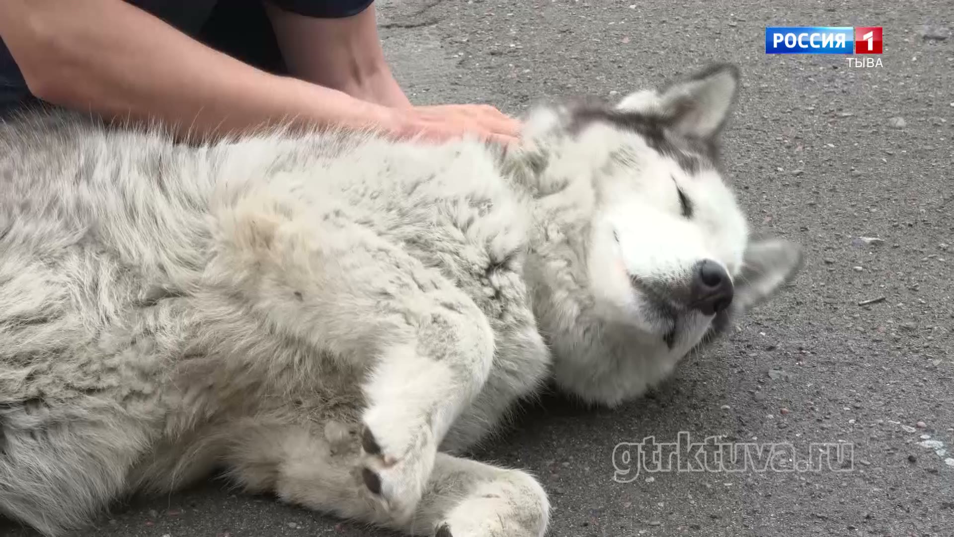 «Бүзүрелдиг чүрек»