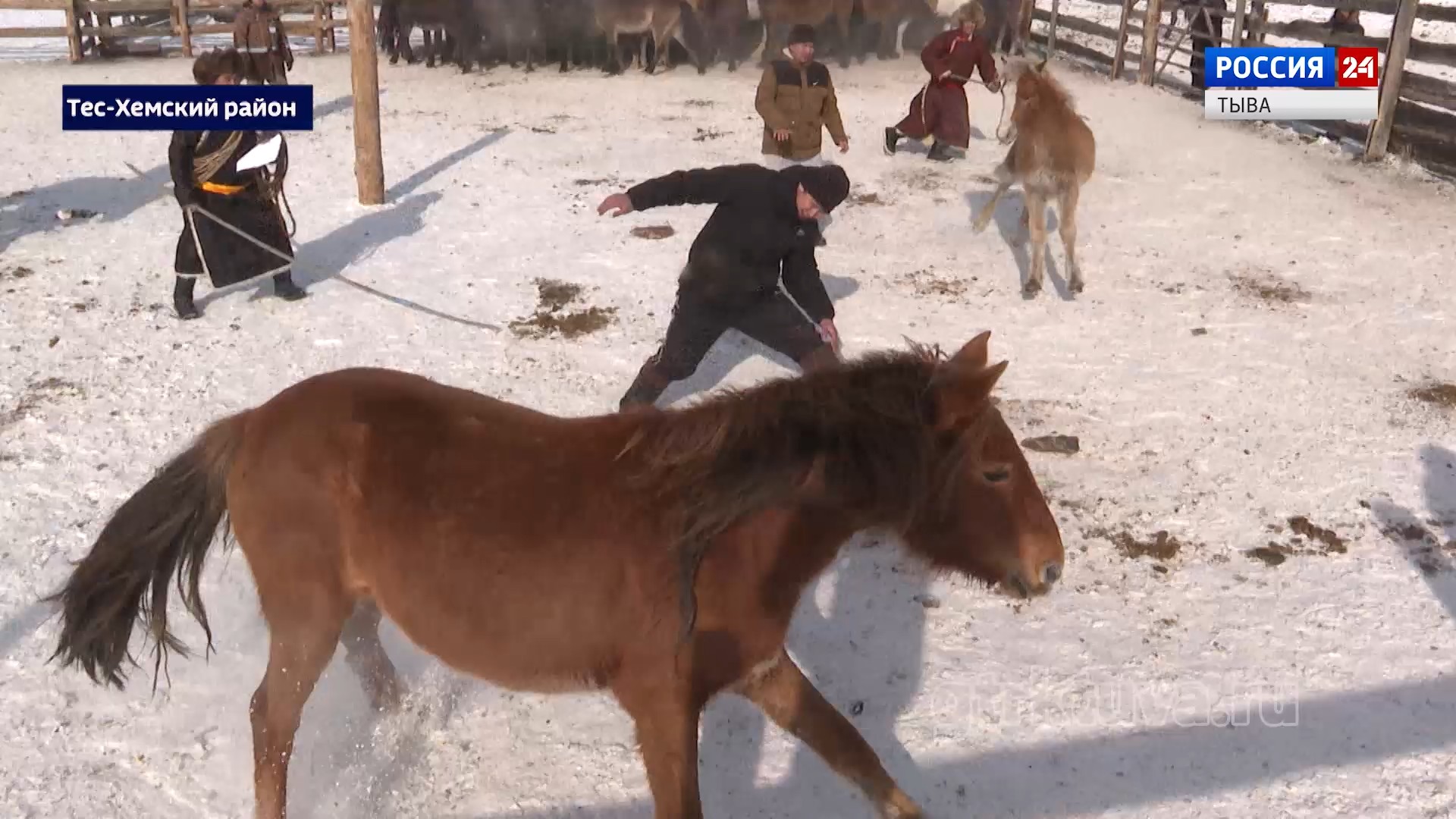 Кумысная ферма