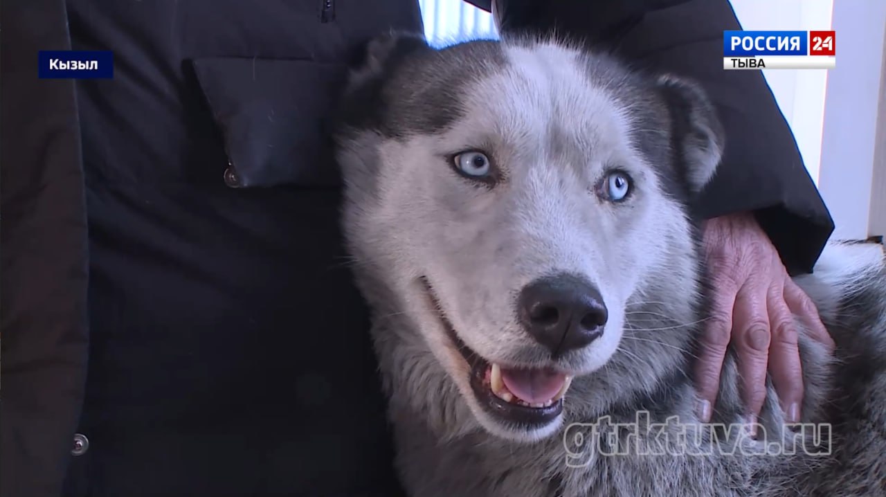 Тувинский Хатико