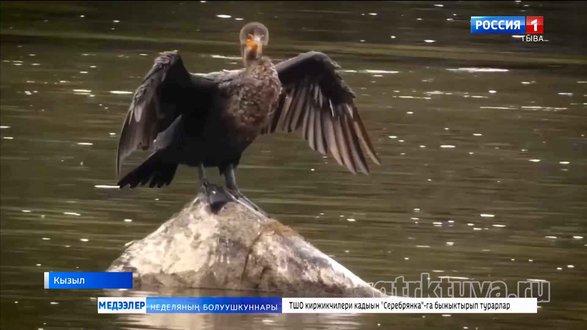 Кара өдүрек көвүдээн