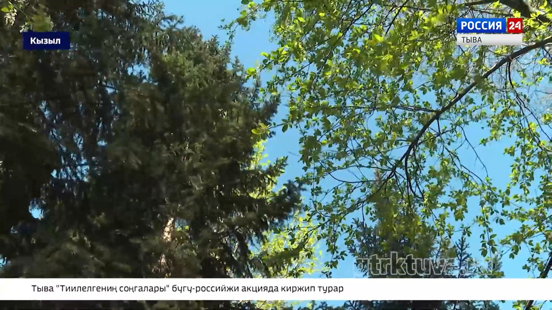 Аллергия сезону