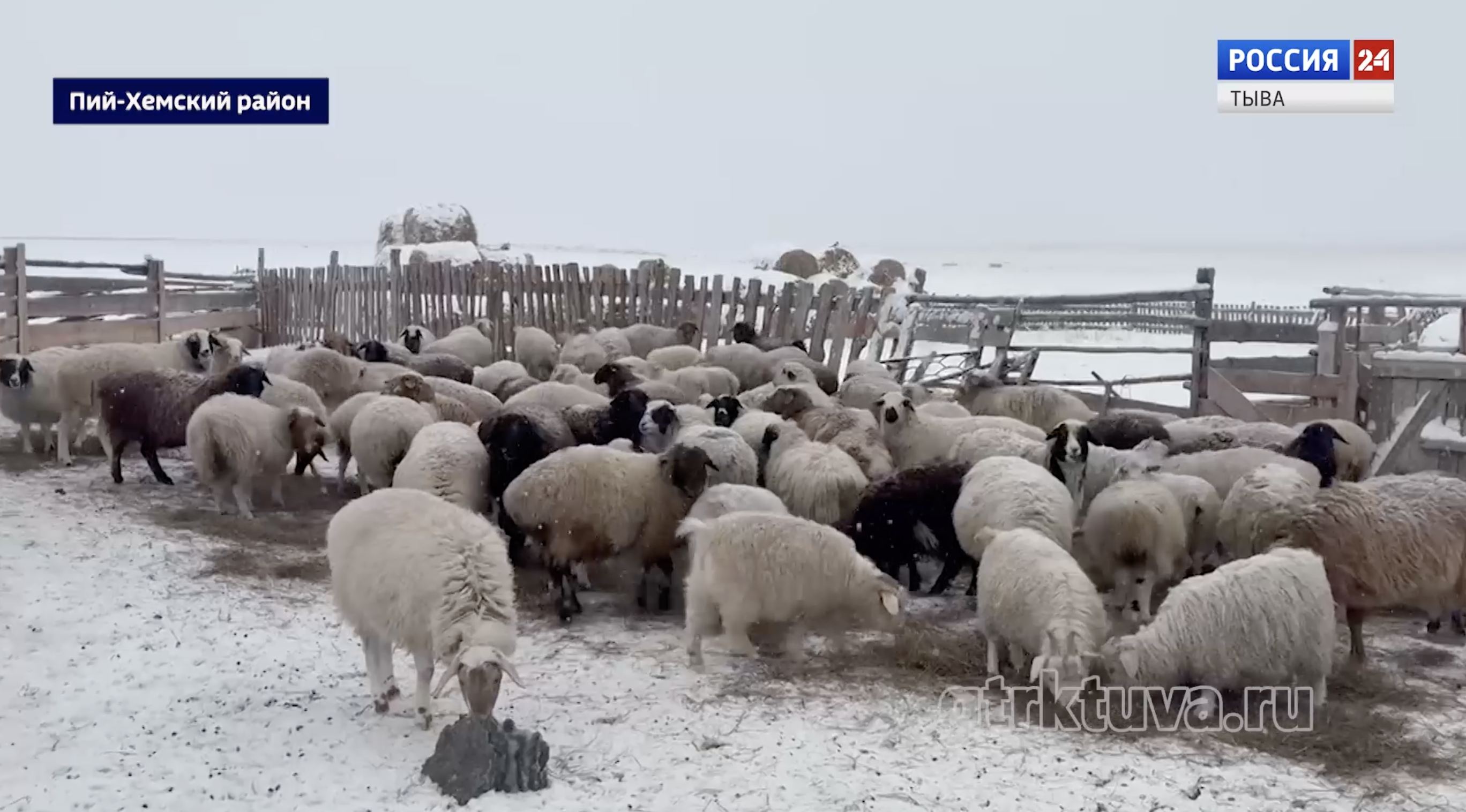 Зимовка скота