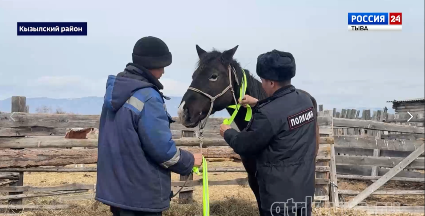 Скот на дороге