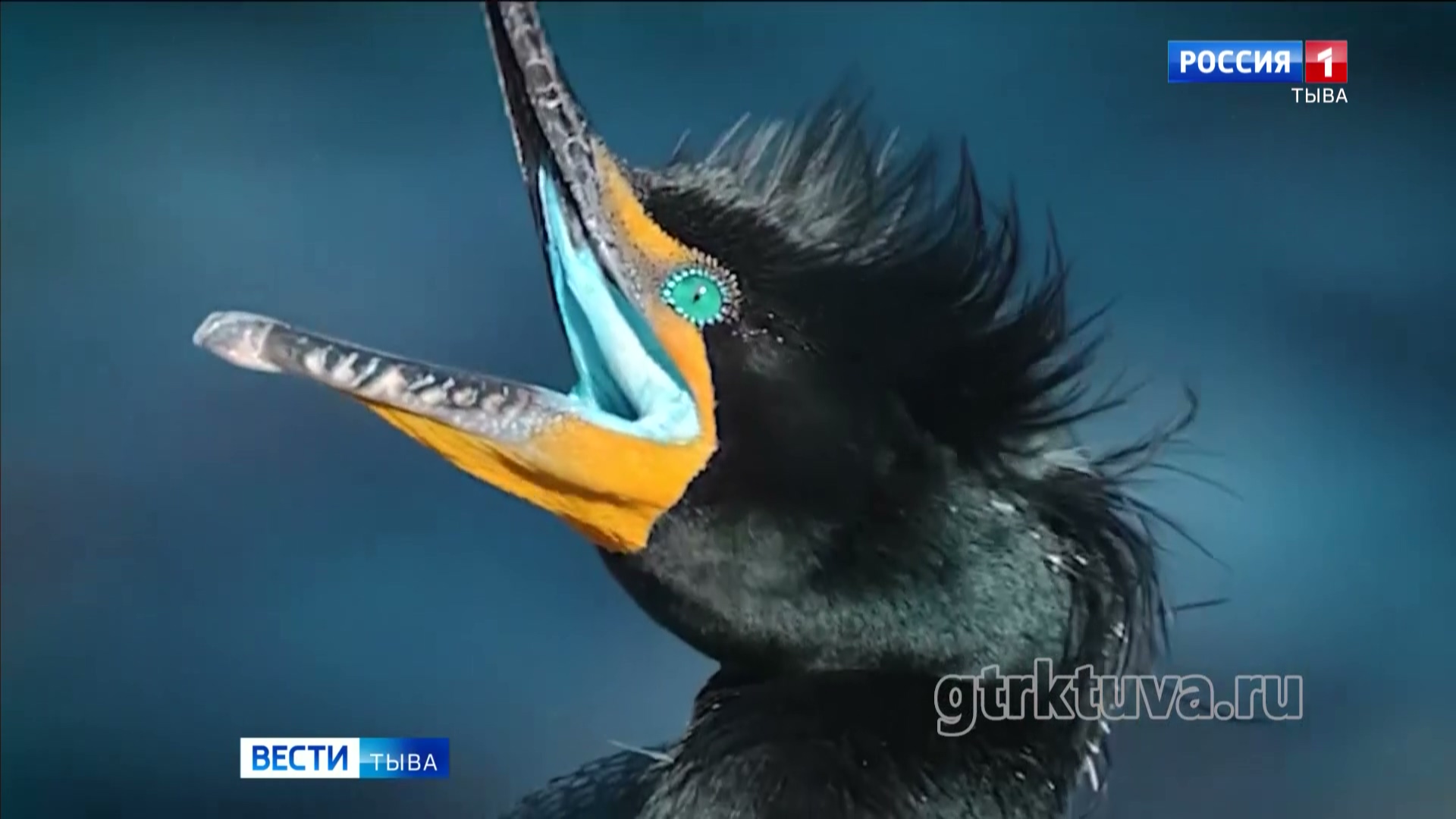 Нашествие бакланов