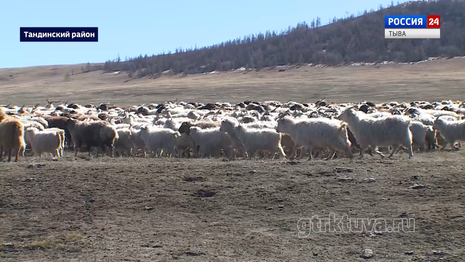 Будни чабанов