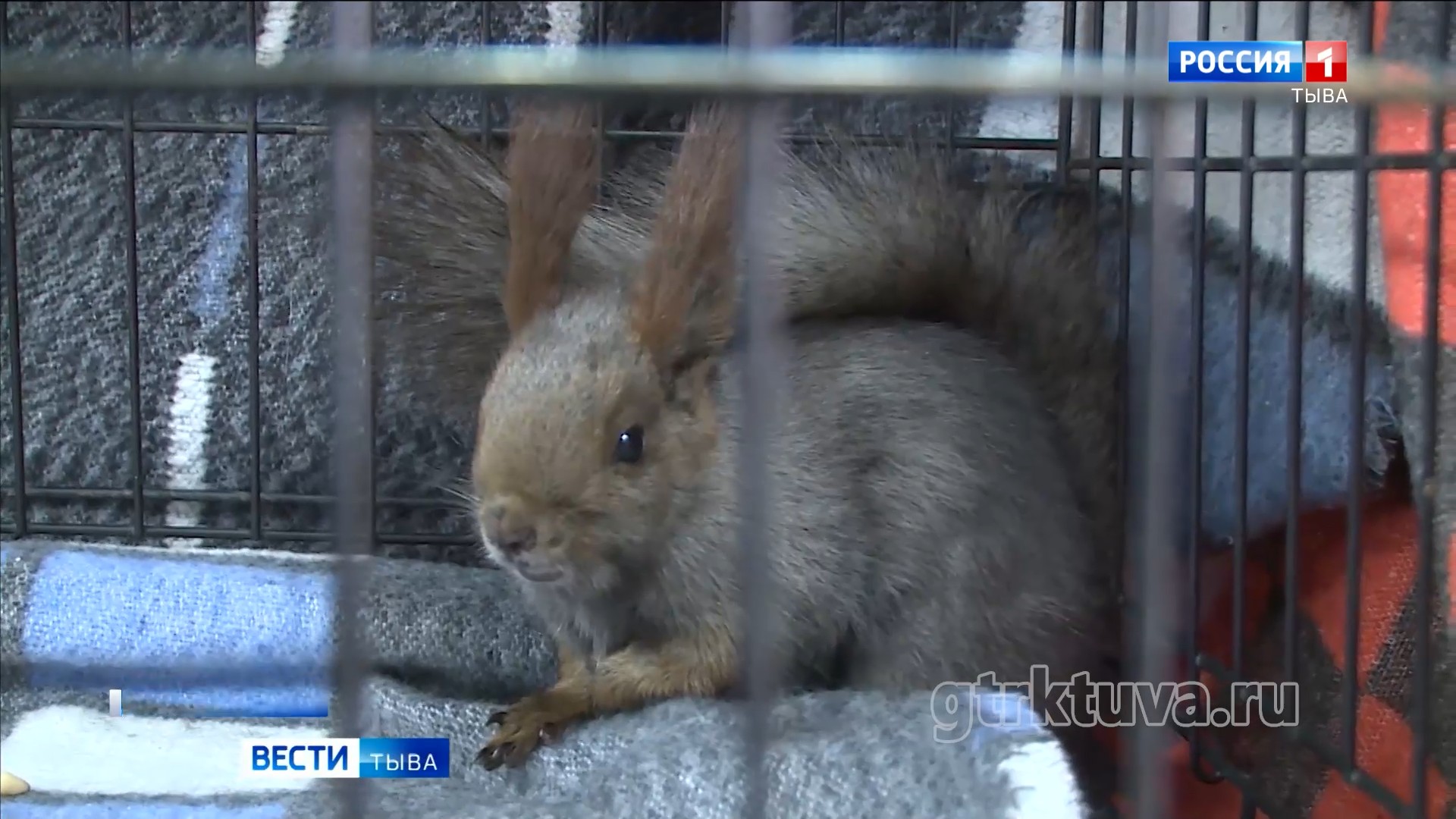 Из леса – под машину