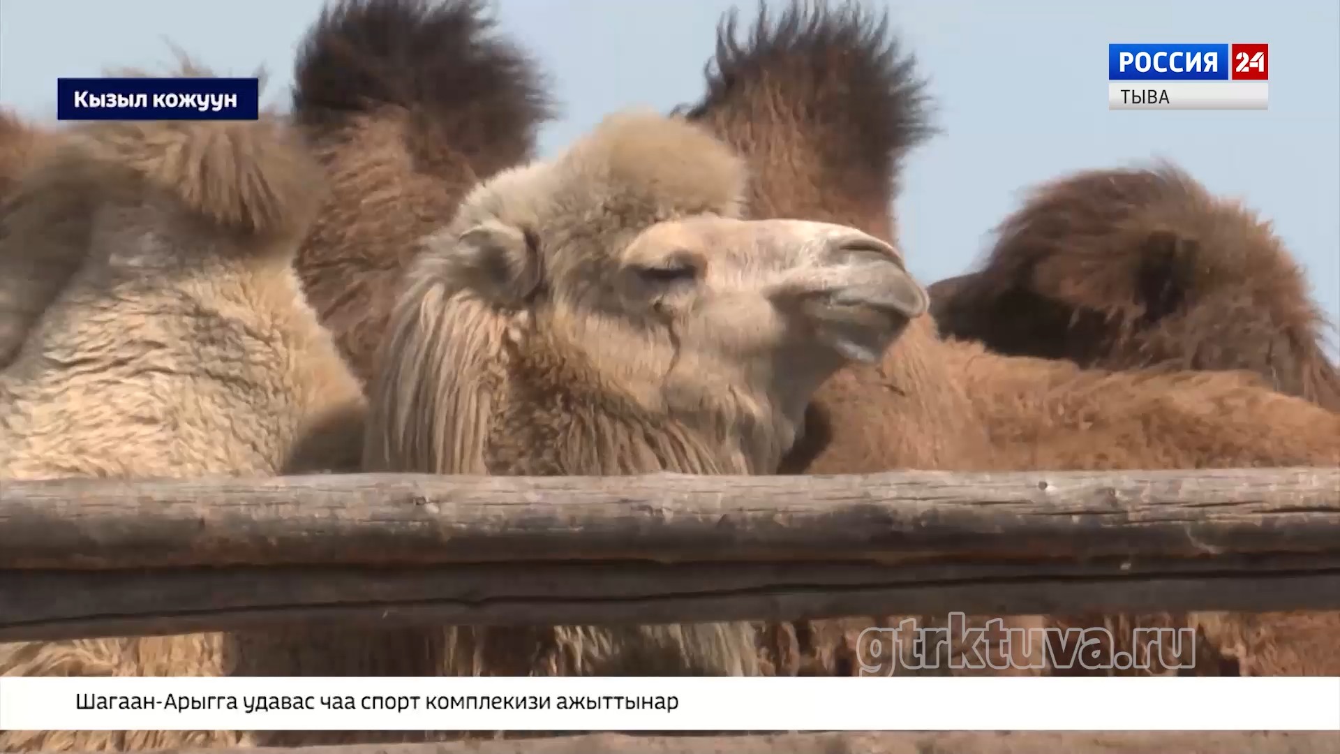 Теве кыргылдазы