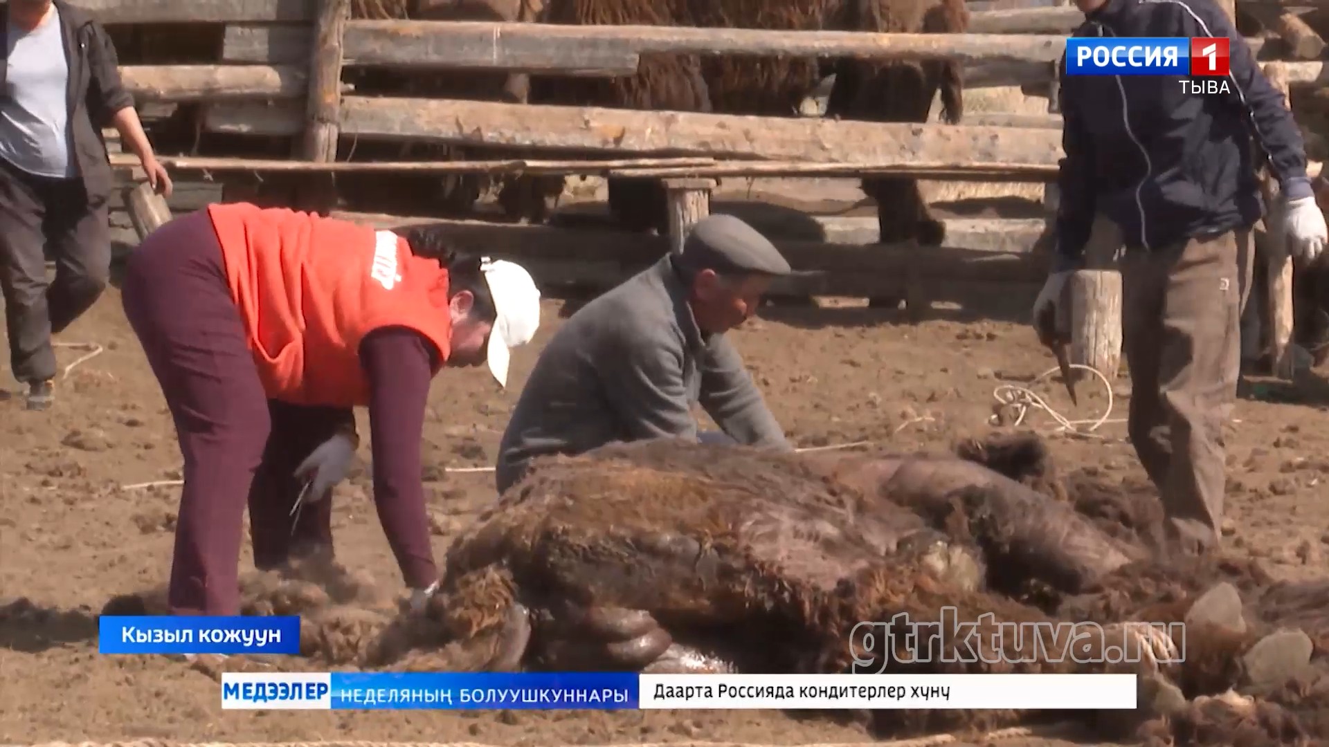 Теве кыргылдазы