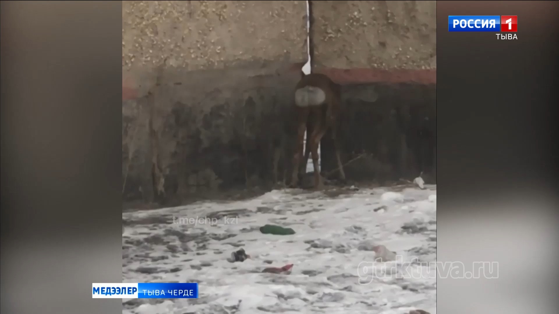 Интернет четкизинде эликти тырттырган видео тарай берген