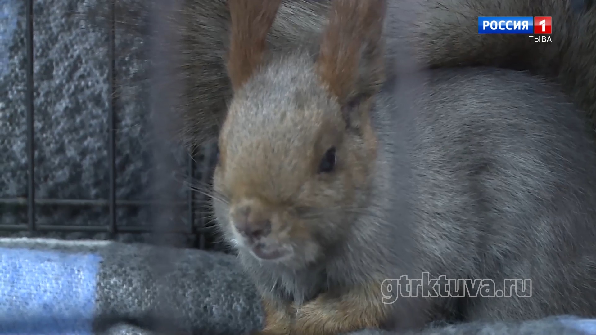 Аргадан дугуй адаанче