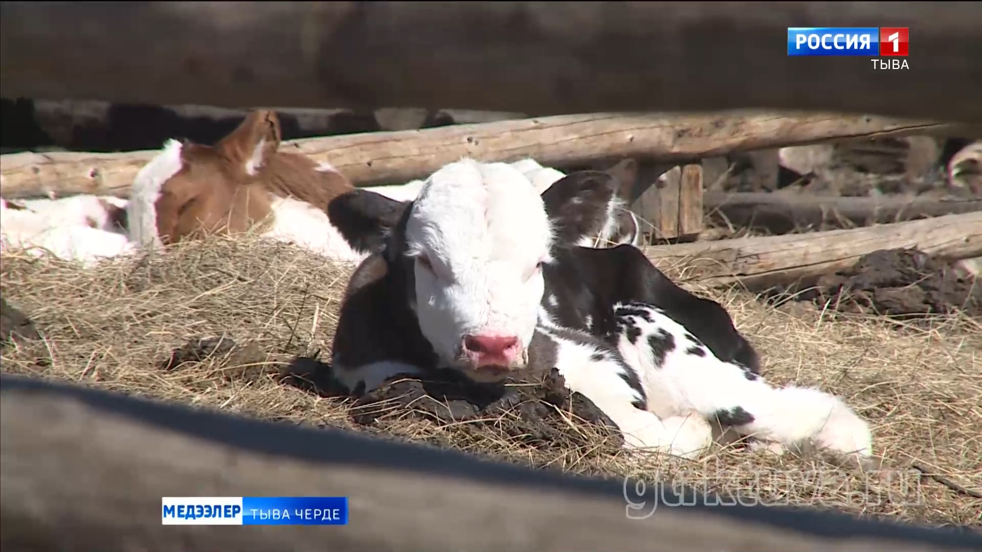 Мал оолдаашкыны